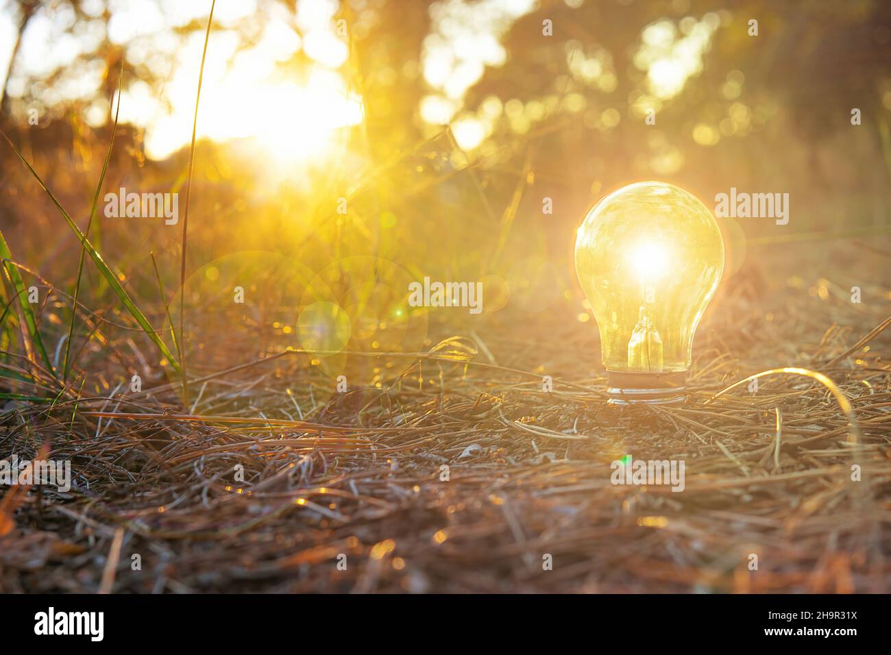 Bombilla brillante que crece en tierra iluminada por el sol. Concepto de energía solar verde. Foto de stock