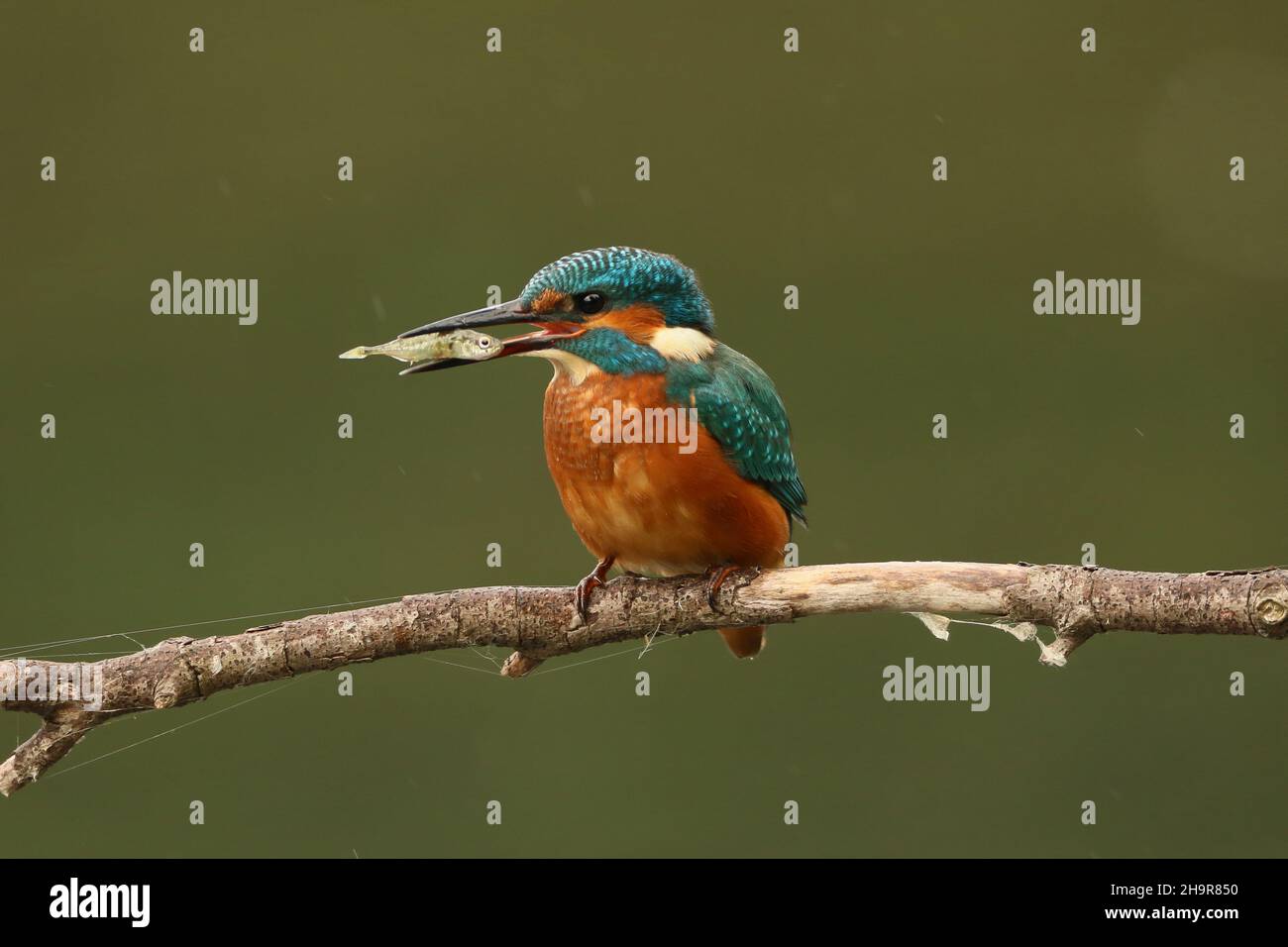 Kingfisher, inconfundible cuando se ve encaramado, o como una raya azul en vuelo. Captura su comida buceando en el agua de vuelta a una perca para aturdir y luego comer. Foto de stock