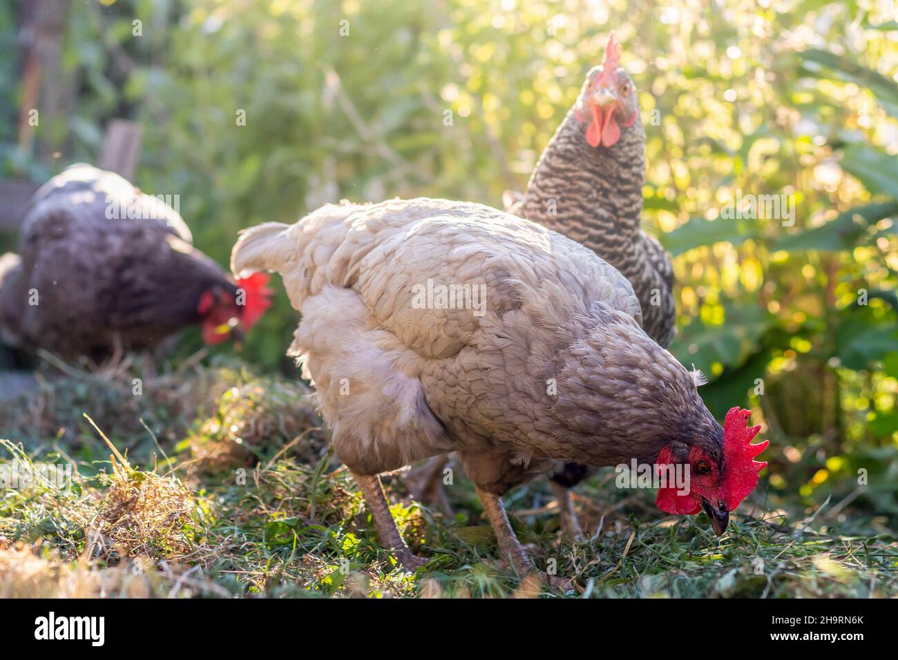Gallinas de la gama libre - gallina azul y gris-coloreada en el jardín Foto de stock