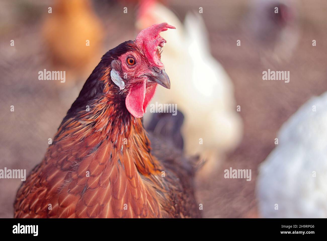 gallina marrón en la granja Foto de stock