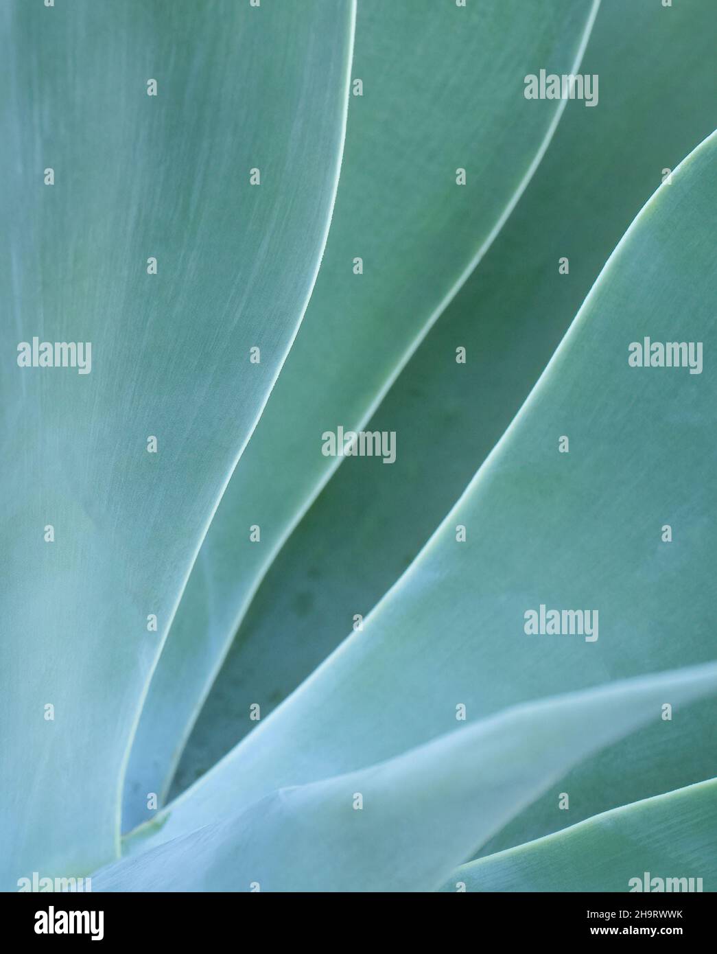 Primer plano de una porción de una planta suculenta verde azulado Foto de stock