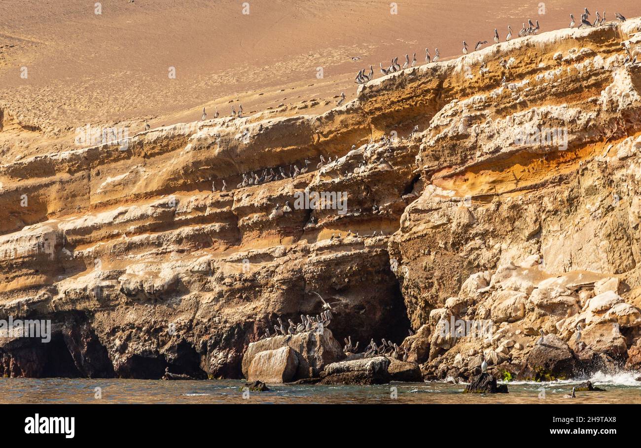 Colonia de Pelícanos en la roca de la reserva nacional de Parakas, Perú, Sudamérica Foto de stock
