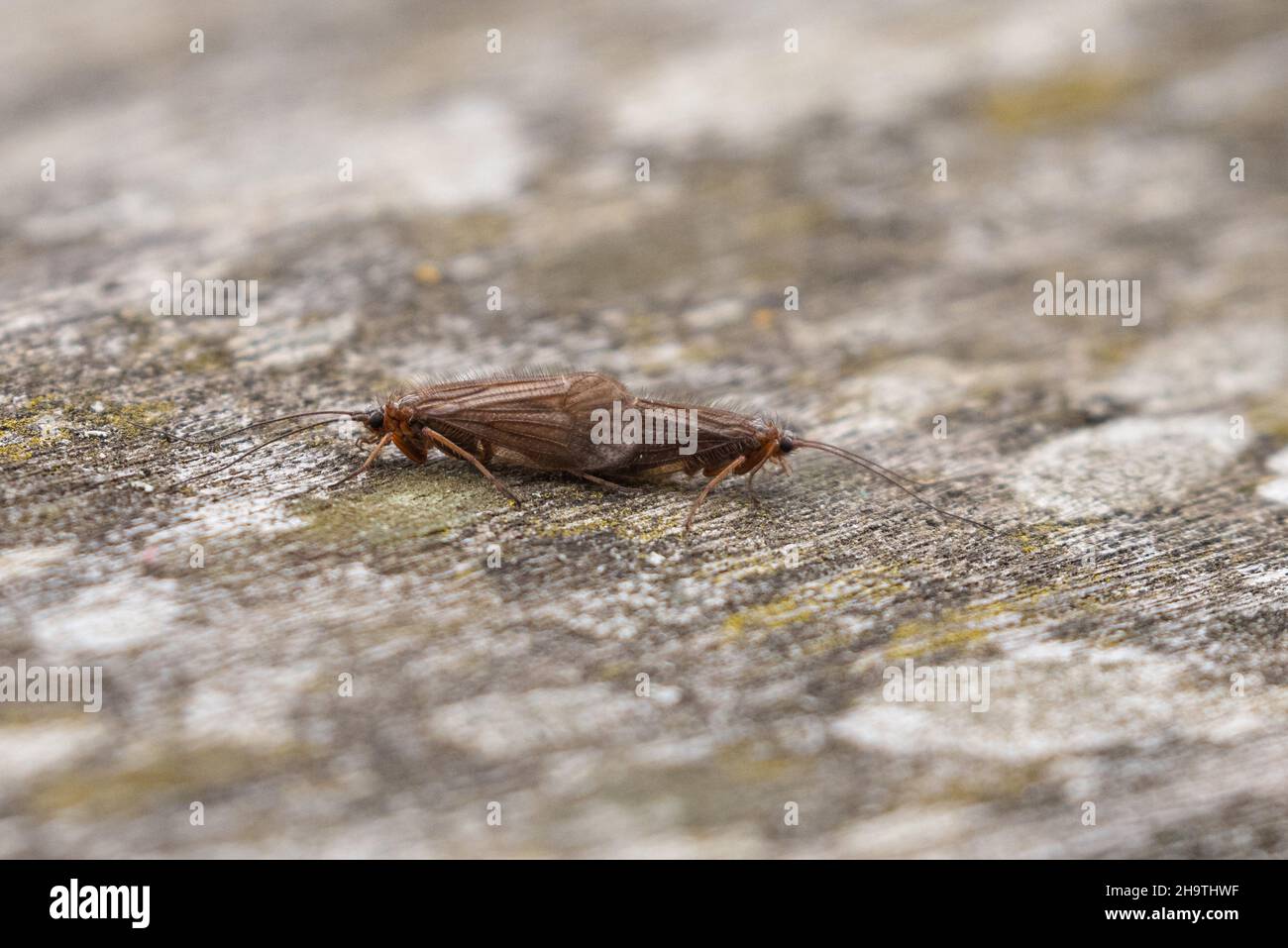 Moscas caddis (Trichoptera, Limnephilus cf. Extricatus), copulación, Alemania, Baviera Foto de stock