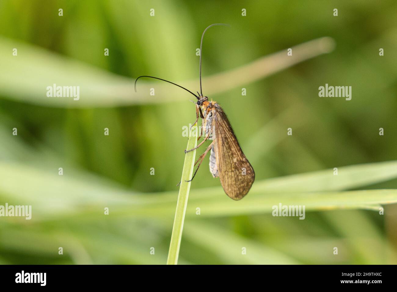 Moscas caddis (Trichoptera, Limnephilus cf. Extricatus), vuelo de apareamiento, Alemania, Baviera Foto de stock