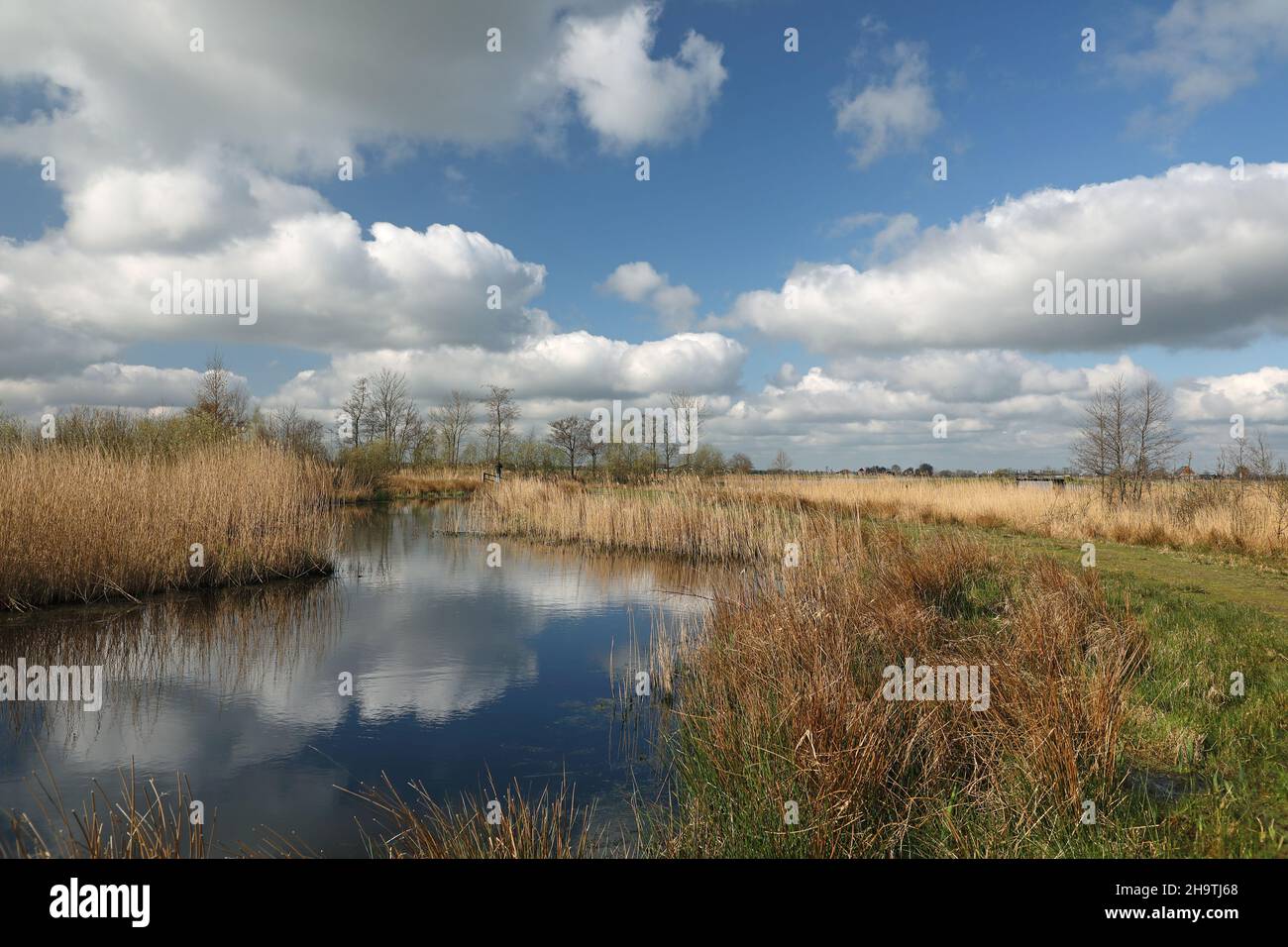 Reserva Natural De Houtwiel, mire con tramos de agua y zona de caña, Alemania, Frisia, NSG De Houtwiel Foto de stock