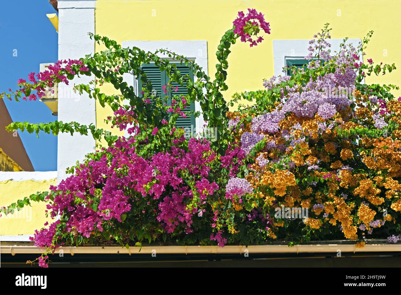 Planta de papel, cuatro horas (Bougainvillea-Hybride), flores en el pequeño pueblo, Grecia, Islas Jónicas, Kefalonia, Fiskardo Foto de stock