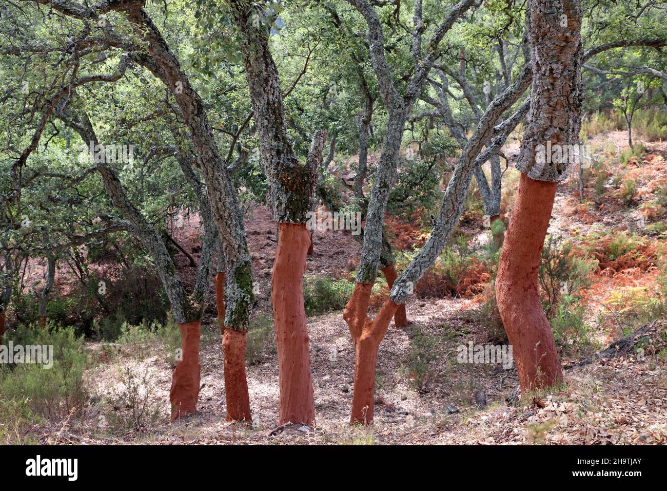 Roble de corcho (Quercus suber), alcornoques pelados al lado de A375, España, Andalucía, Los Alcornocales Foto de stock