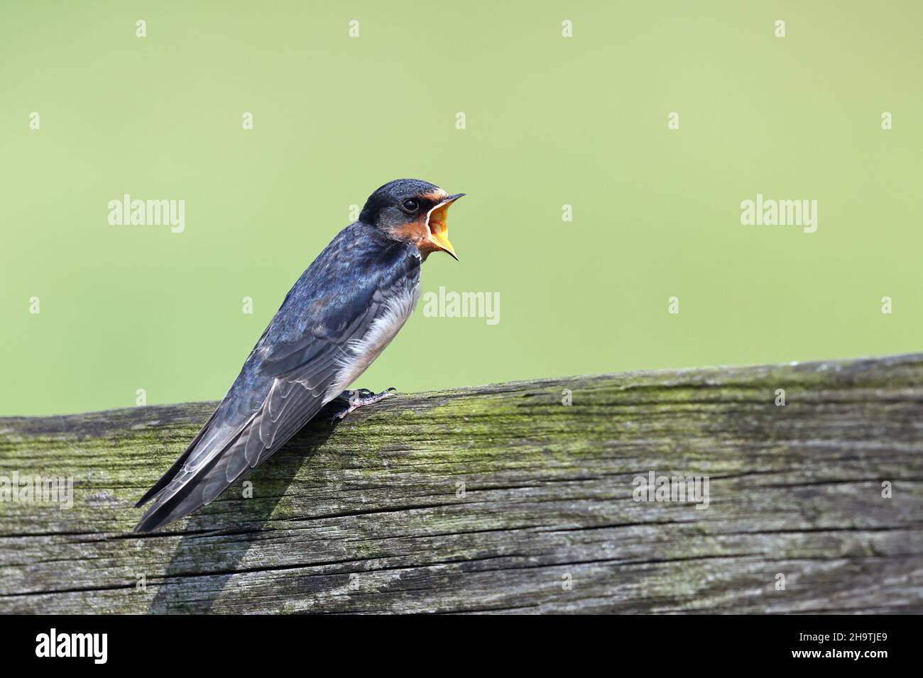 Granero de la traga (Hirundo rustica), pájaro joven completamente hecho que pide comida en una cerca, Países Bajos, Frisia Foto de stock