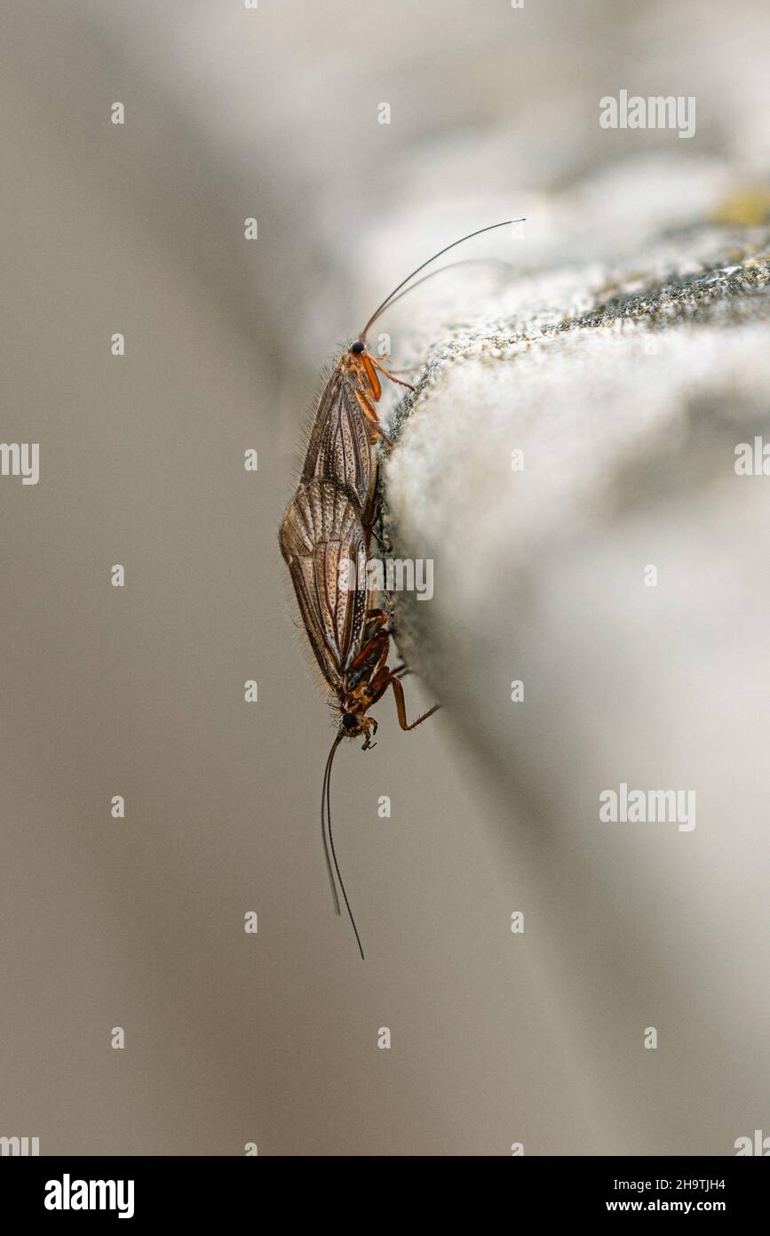Moscas caddis (Trichoptera), copulación, Alemania, Baviera Foto de stock