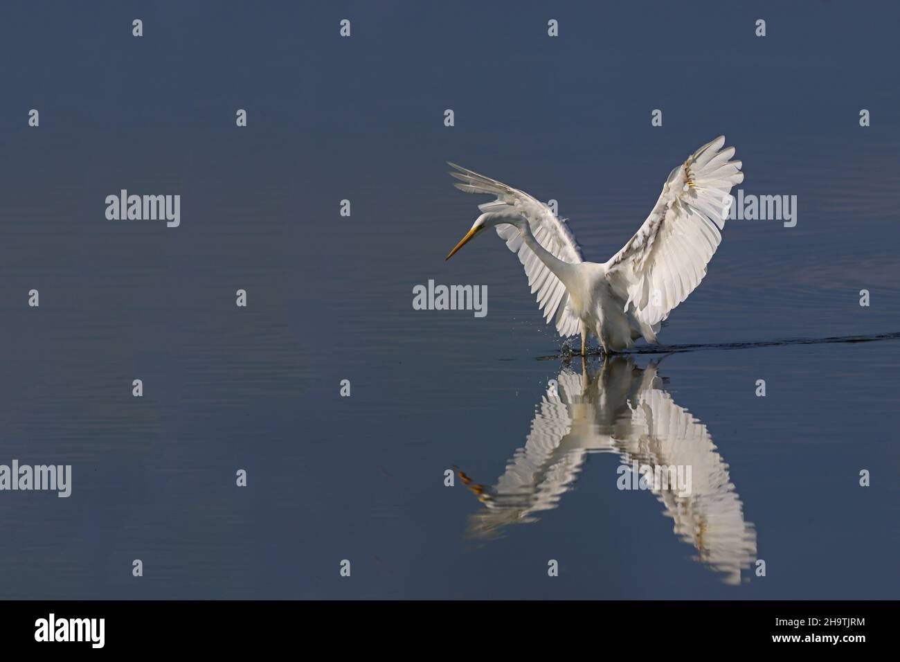 Gran garceta, Gran Garza Blanca (Egretta alba, Casmerodius albus, Ardea alba), la caza con alas estiradas, Países Bajos, Frisia, IJsselmeer Foto de stock