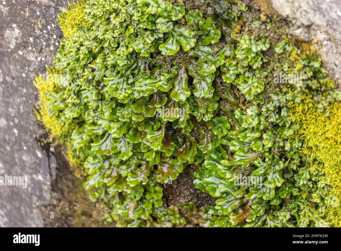 Liverwort común, liverwort paraguas (Marchantia polymorpha), creciendo en una pared húmeda, Alemania, Baviera Foto de stock