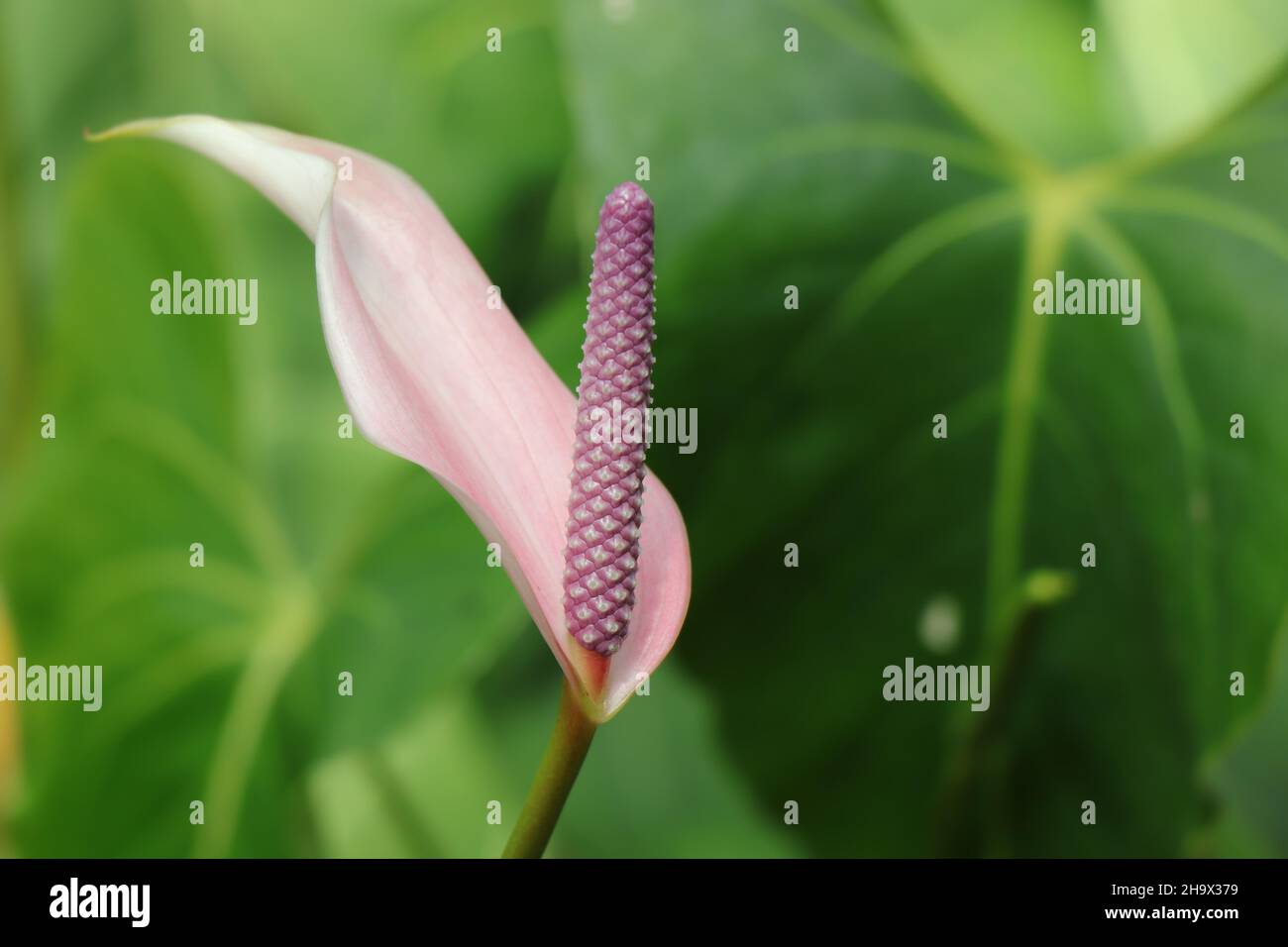 Floración de Anthurium andraeanum Linden rosa Foto de stock