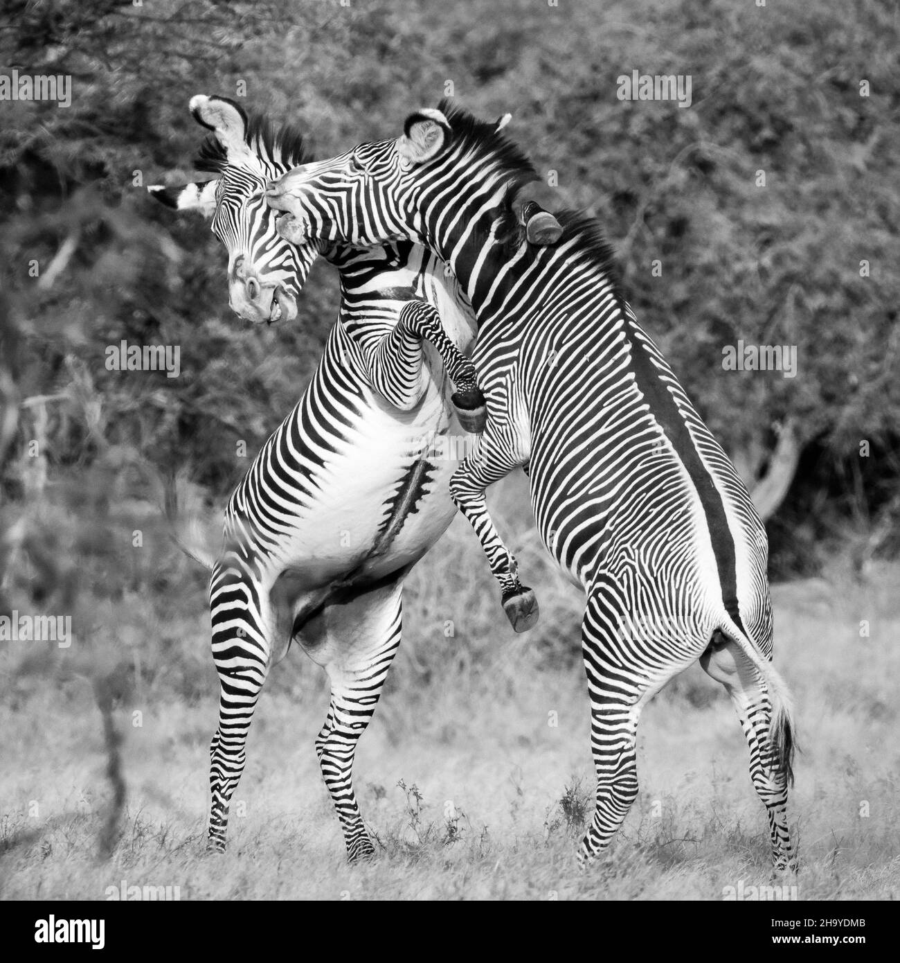 Dos cebras femeninas de Grévy peleando o jugando o bailando - Reserva Nacional de Samburu, Kenia Foto de stock