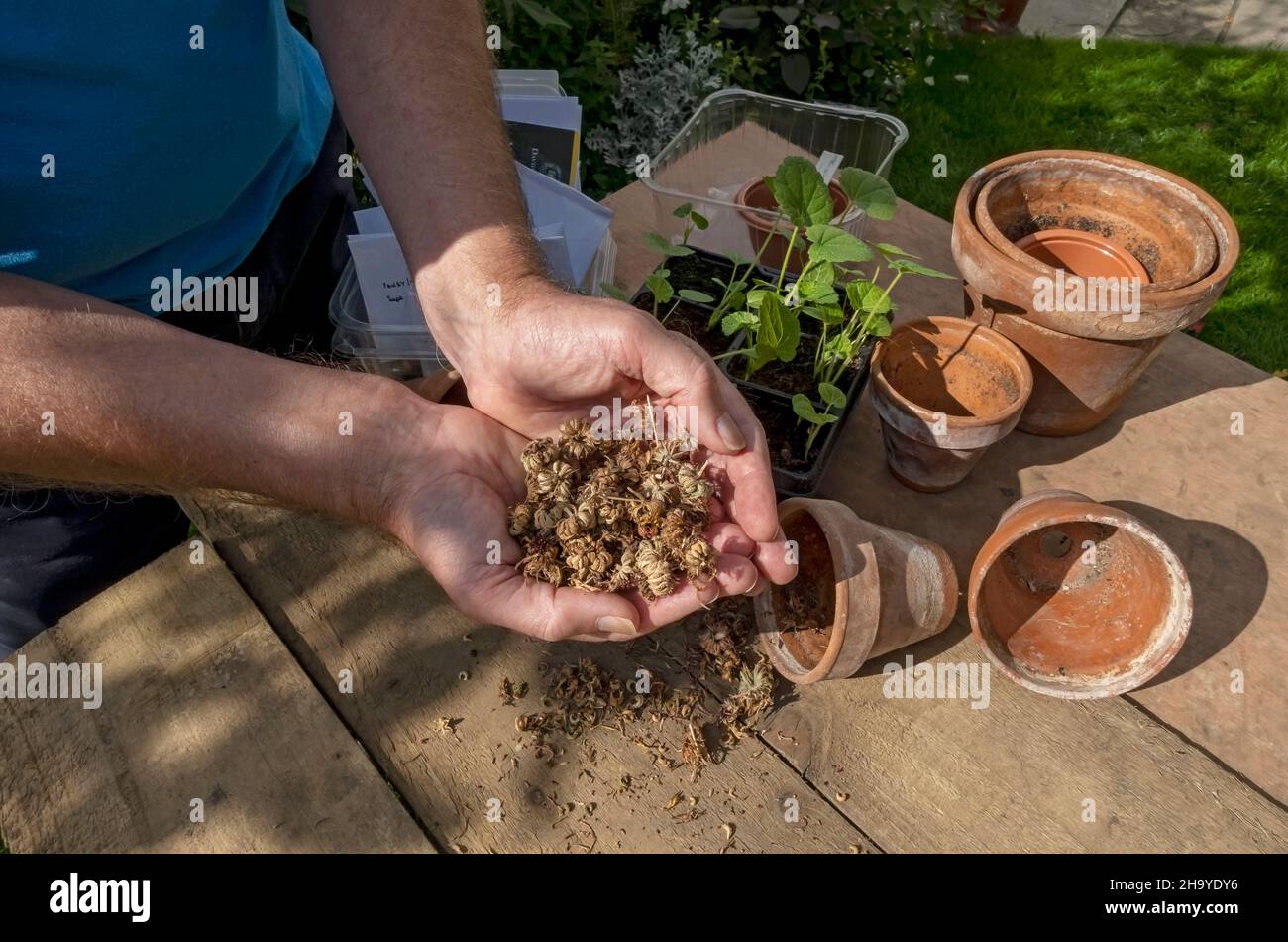 Primer plano de hombre persona que sostiene semillas de caléndula seca en otoño Inglaterra Reino Unido GB Gran Bretaña Foto de stock