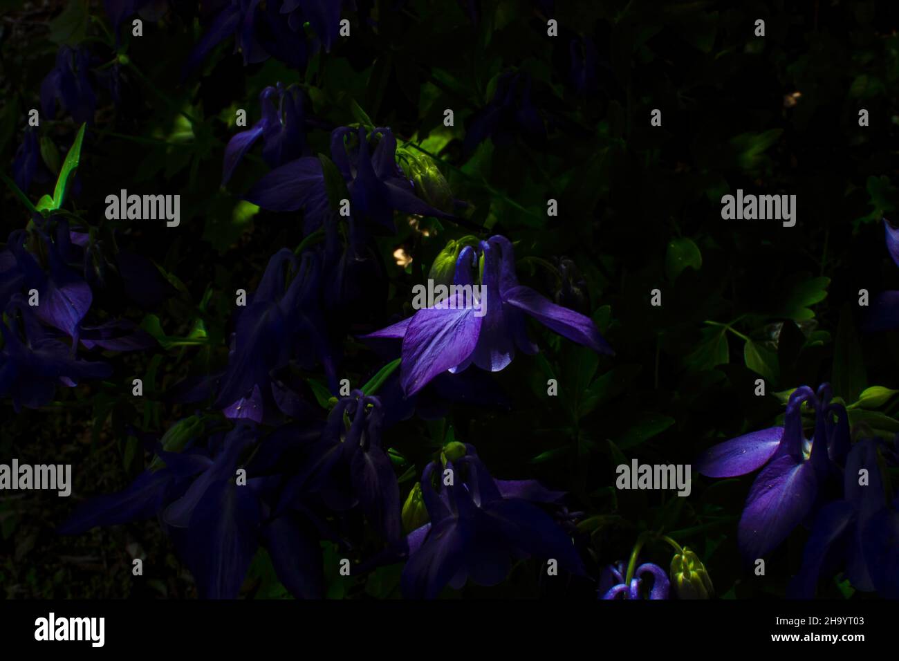 Primer plano de una flor Columbine más brillante con un fondo muy oscuro Foto de stock