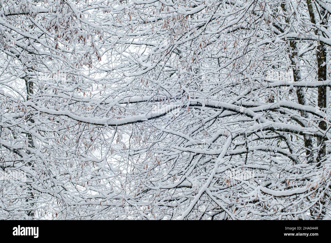 Ramas de árboles en invierno cubiertas de nieve, fondo natural Foto de stock