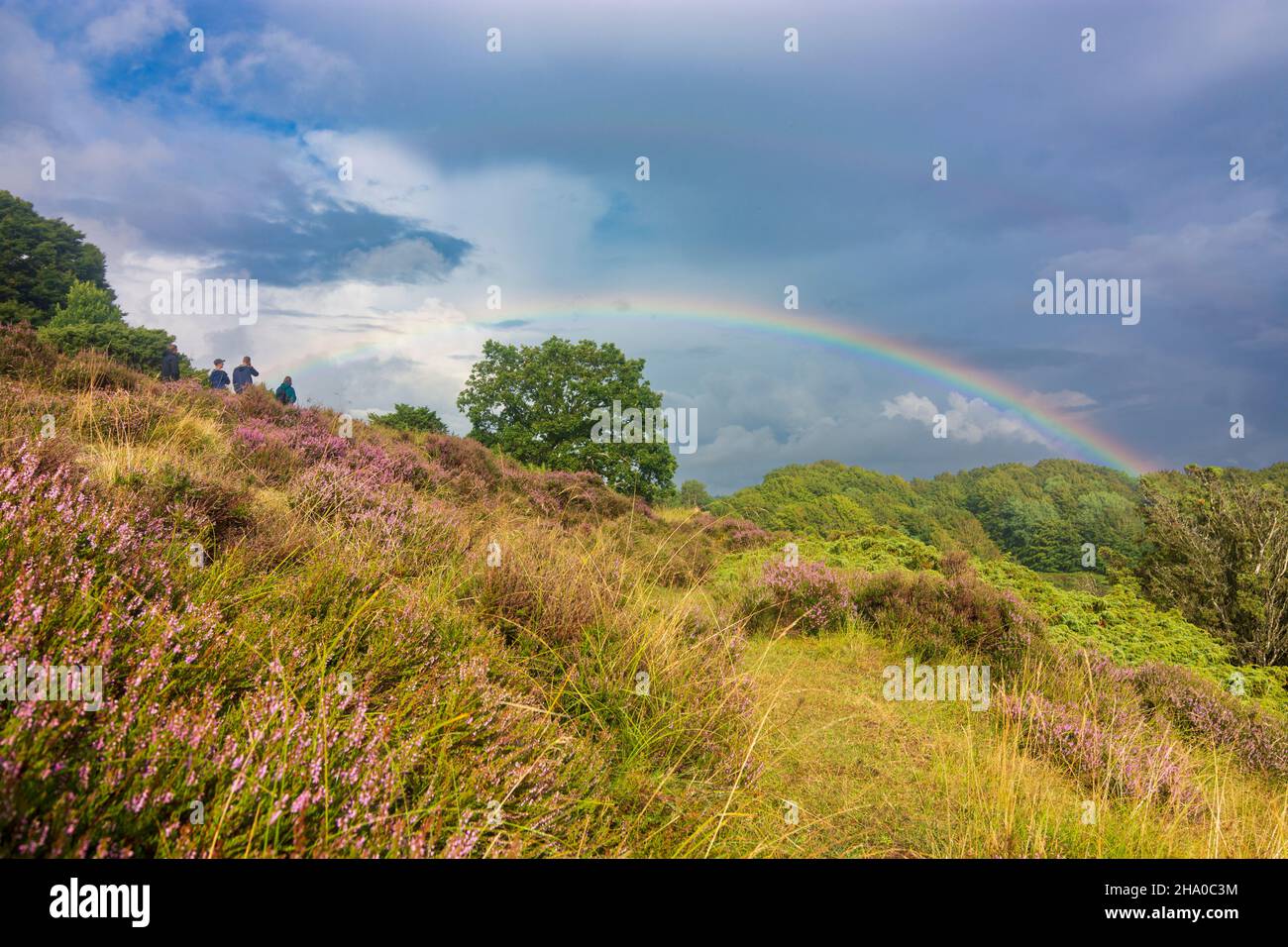 Rebild: Parque Nacional de Rebild, brezo, arco iris, en Rebild Bakker, Jylland, Jutland, Dinamarca Foto de stock