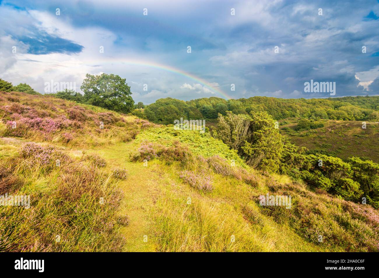 Rebild: Parque Nacional de Rebild, brezo, arco iris, en Rebild Bakker, Jylland, Jutland, Dinamarca Foto de stock