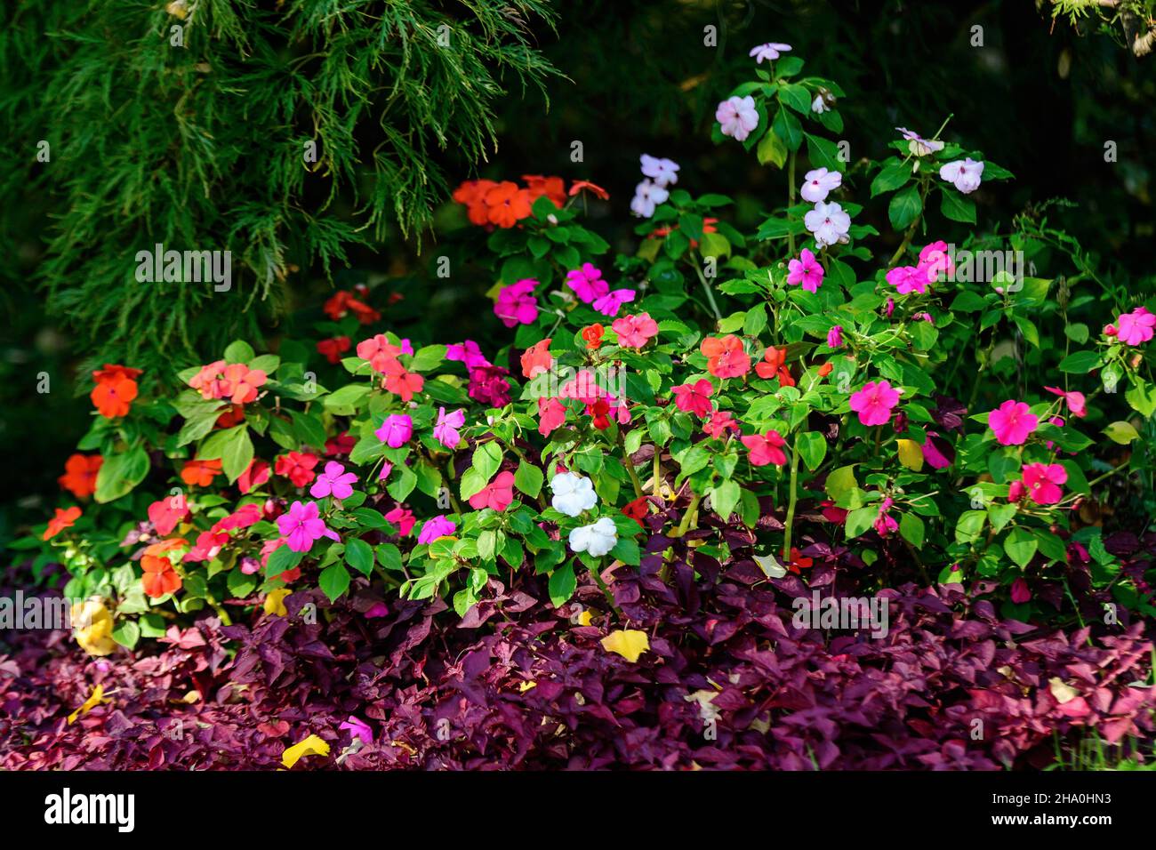 Gran maceta de jardín con flores de color rosa, rojo y blanco Impatiens walleriana conocidas como Lizzie ocupado, balsam, sultana, o impatiens, en flor completa en un Foto de stock