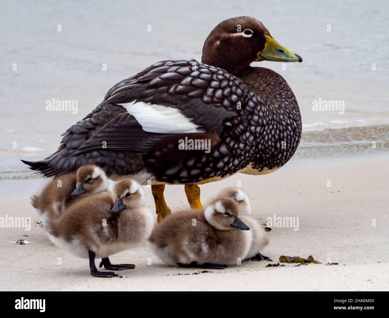 Pato vapor Malvinas, Tachyeres brachypterus, un pato sin vuelo endémico de las Islas Malvinas Foto de stock