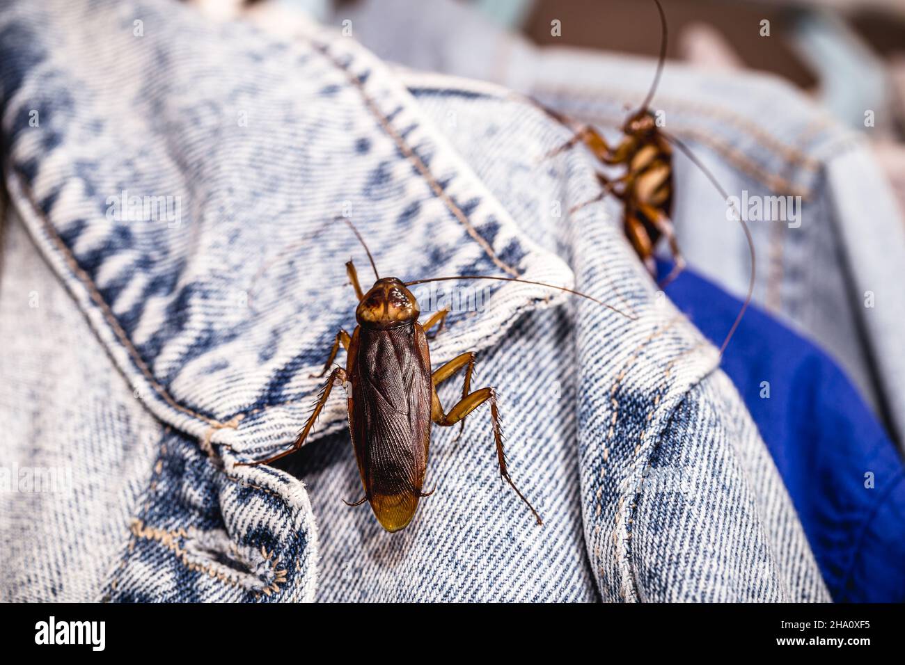 cucarachas dentro del armario que rozaba ropa, insectos en la casa,  animales asquerosos Fotografía de stock - Alamy
