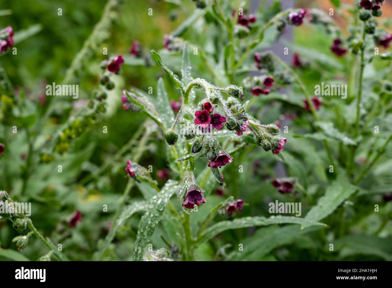 Colección botánica, cynoglossum officinale o planta de lengua de perro