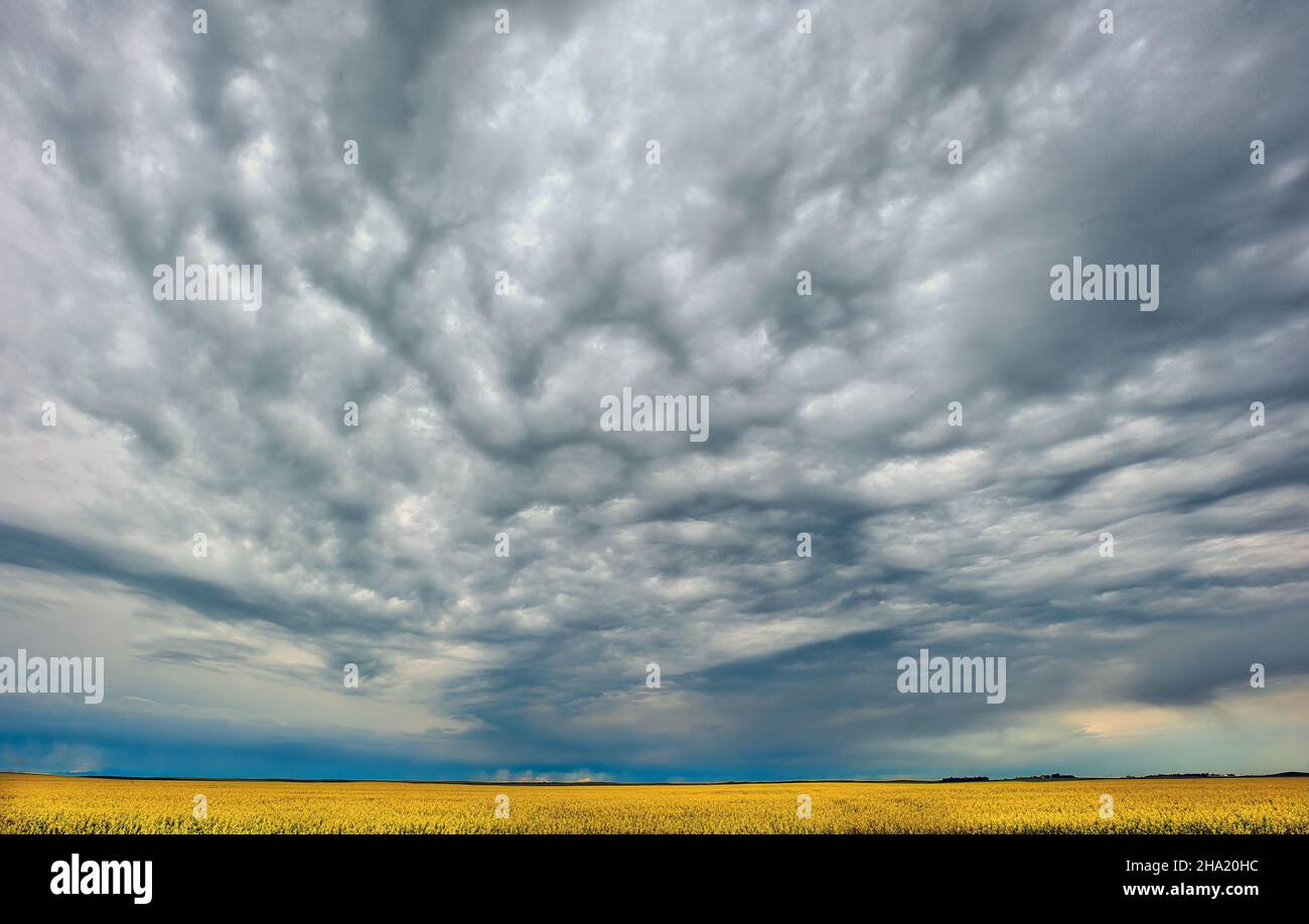 Una imagen de gran angular de las nubes de tormenta de verano que se extienden a través de un campo de canola en el sur rural de Alberta, Canadá Foto de stock