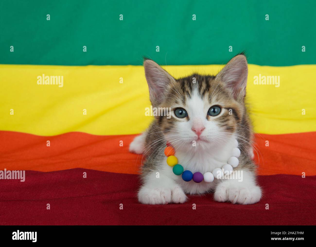Gatito blanco y gris pequeño con cuello de abalorios arcoiris sobre una  bandera de Orgullo Gay con bandera que se extiende al fondo Fotografía de  stock - Alamy