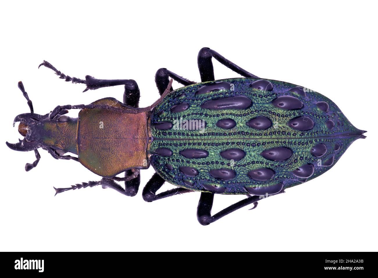 Escarabajo de tierra Carabidae Carabus Coptolabrus pustulifer mirificus a la vista Foto de stock