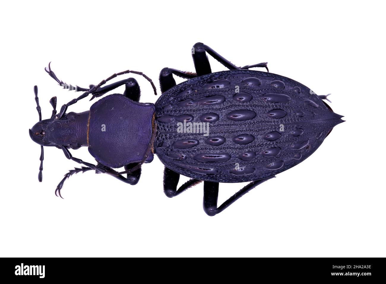 Escarabajo de tierra Carabidae Carabus Coptolabrus pustulifer a la vista Foto de stock
