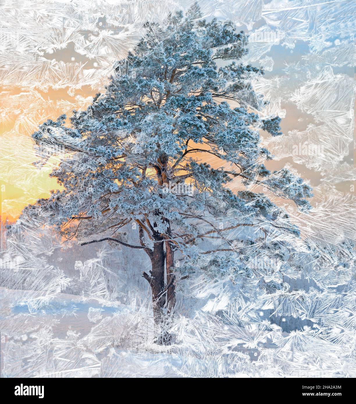 Precioso pino con nieve y escarcha cubiertas al atardecer - vista a través de ventanas congeladas. Adorno de hielo helado - fondo abstracto de invierno en Foto de stock
