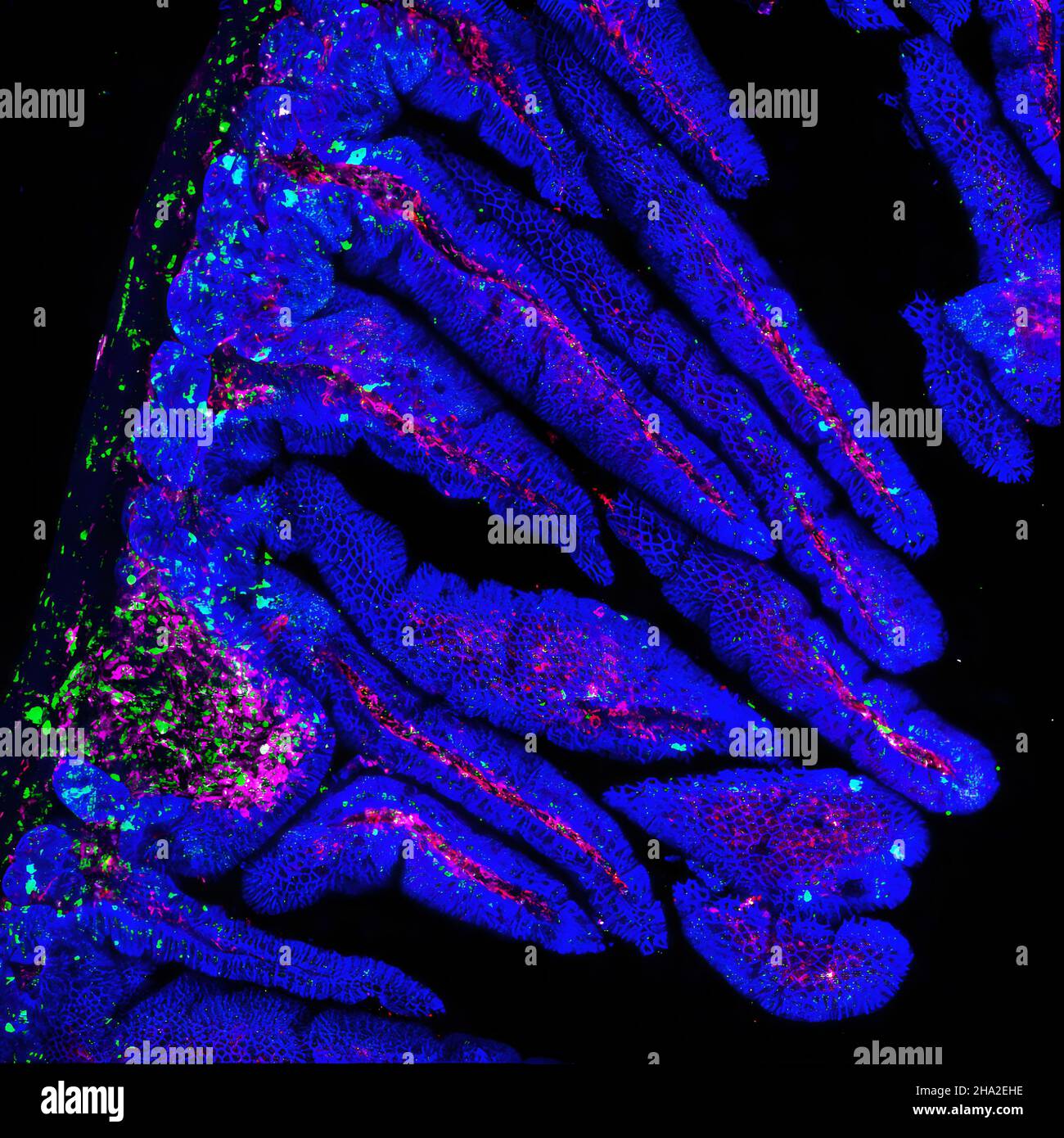 Celulas del intestino fotografías e imágenes de alta resolución Alamy
