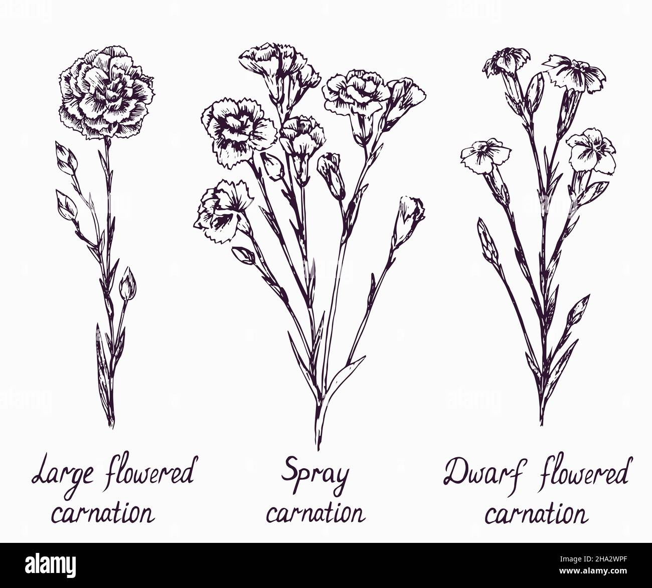 Colección de tipos de claveles,grandes flores, spray, enano florecido