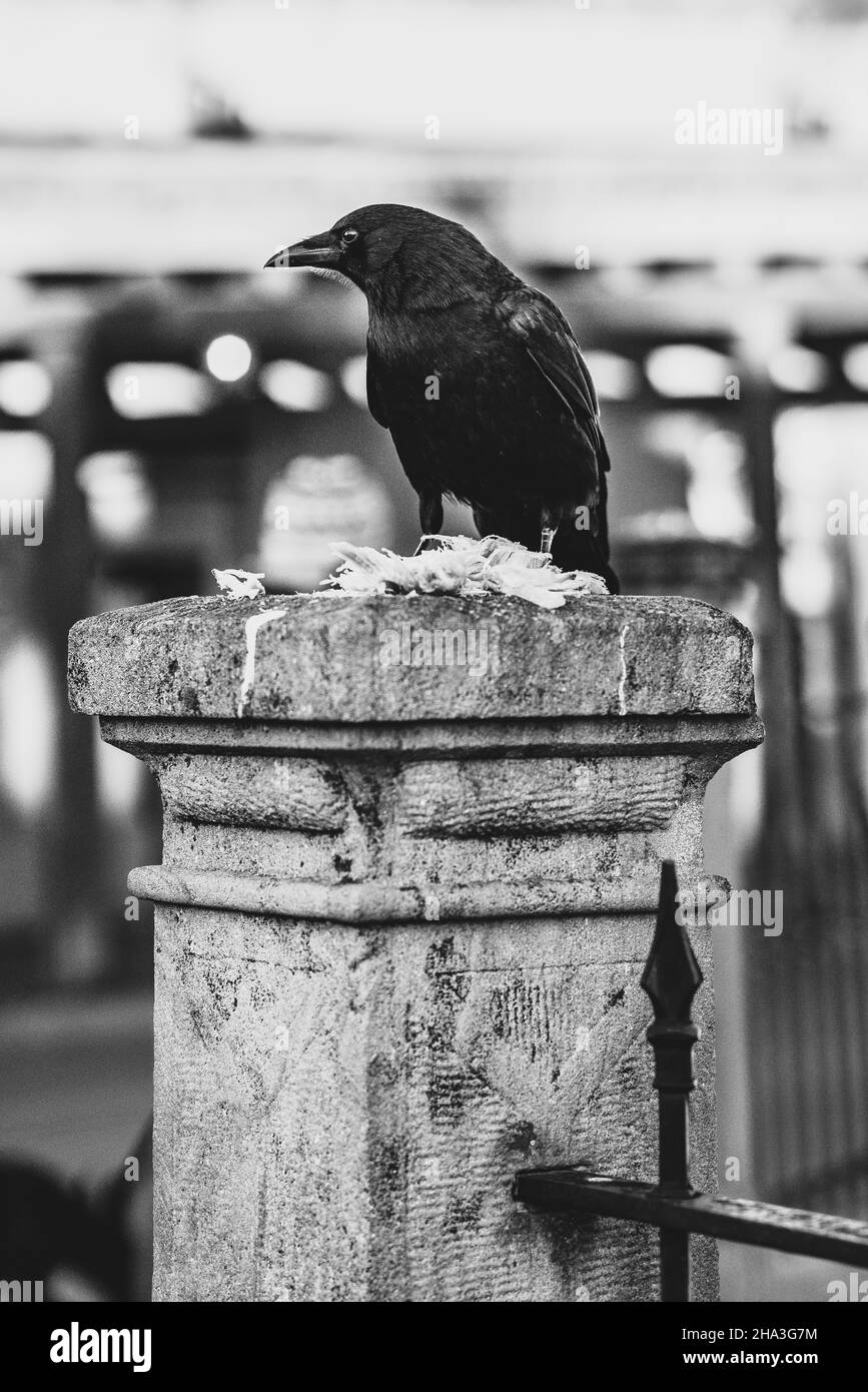 Captura en escala de grises de un pájaro negro Foto de stock