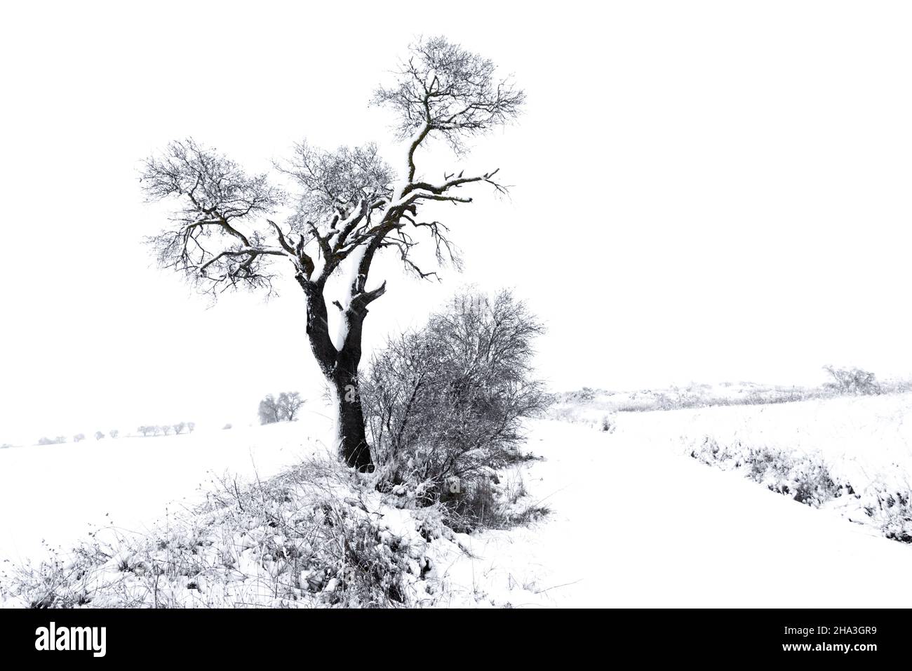 Árbol solitario en primer plano sin hojas con una manta de nieve en frente, a sus pies y en el fondo; en plena nevada, al principio de A. Foto de stock