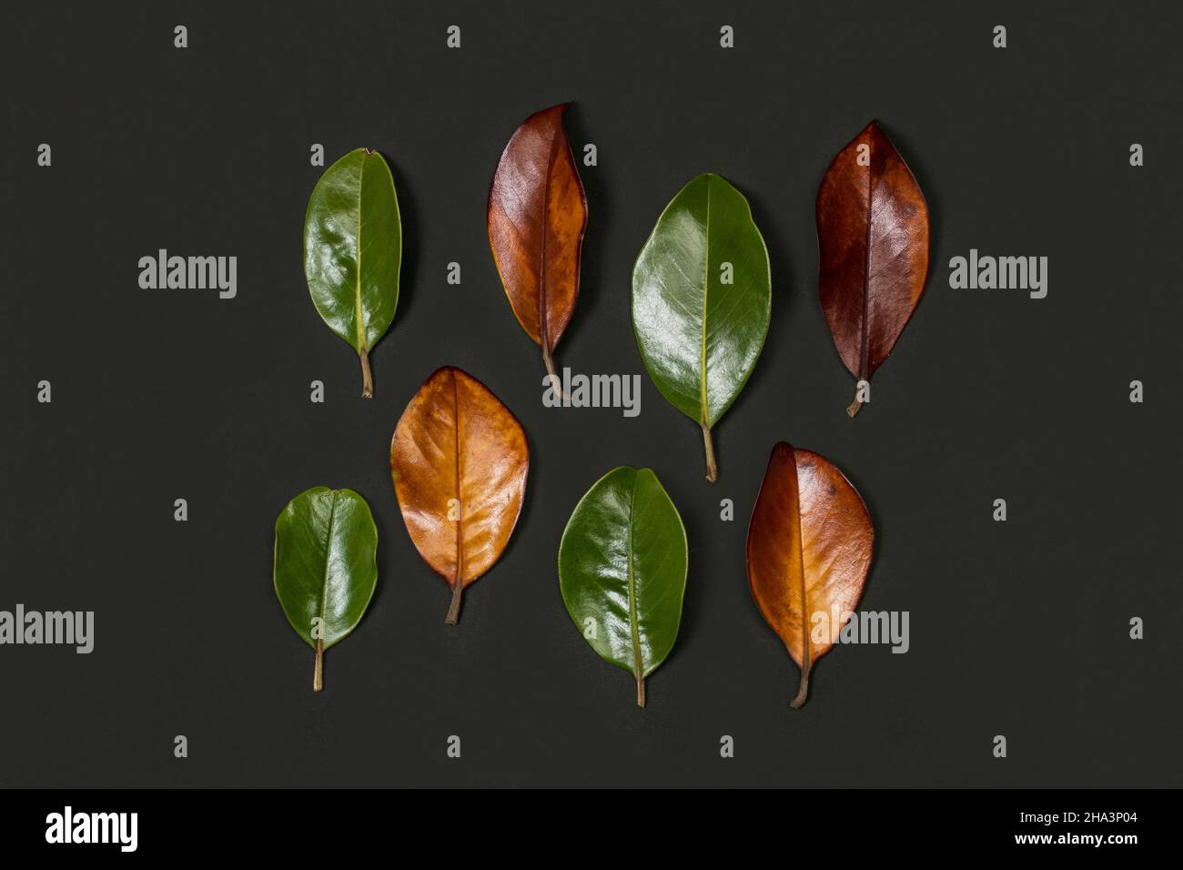 Las hojas de magnolia verde y marrón sobre un fondo oscuro Fotografía de  stock - Alamy