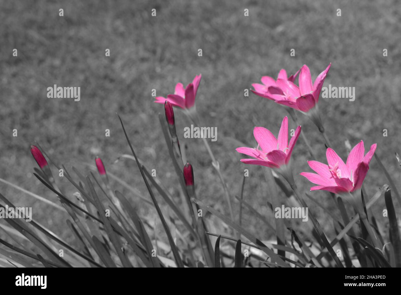 Floral wallpapers fotografías e imágenes de alta resolución - Alamy