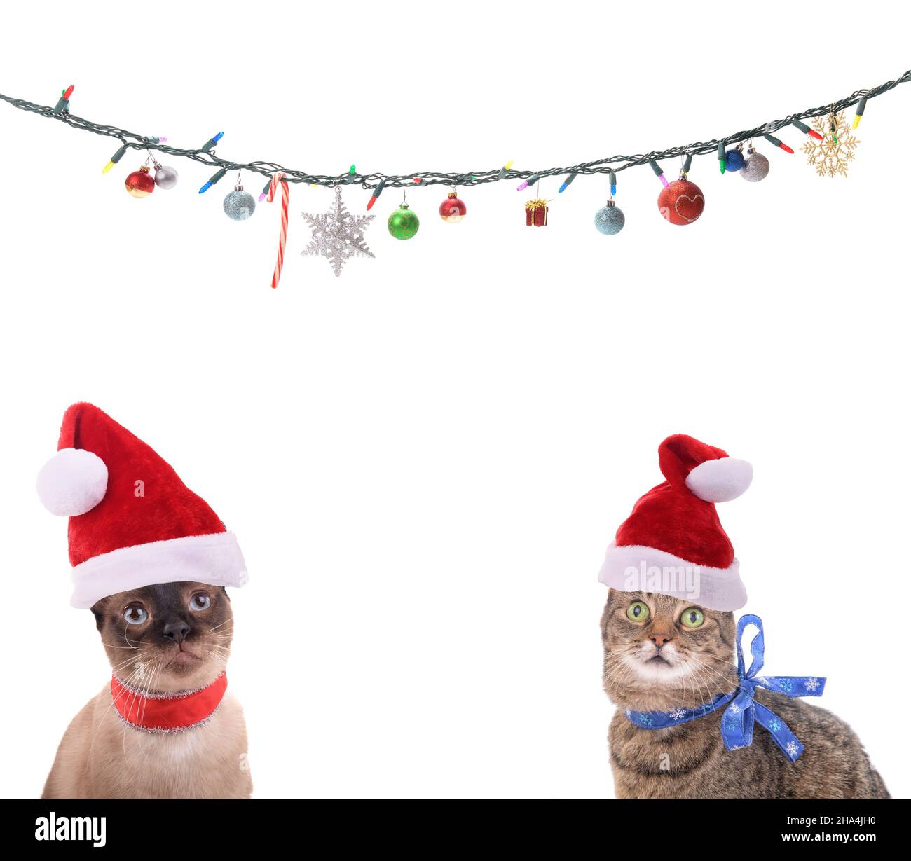 Dos gatos usando sombreros de Santa, mirando hacia arriba hacia las luces y adornos de Navidad; con espacio de copia en el medio; sobre fondo blanco Foto de stock