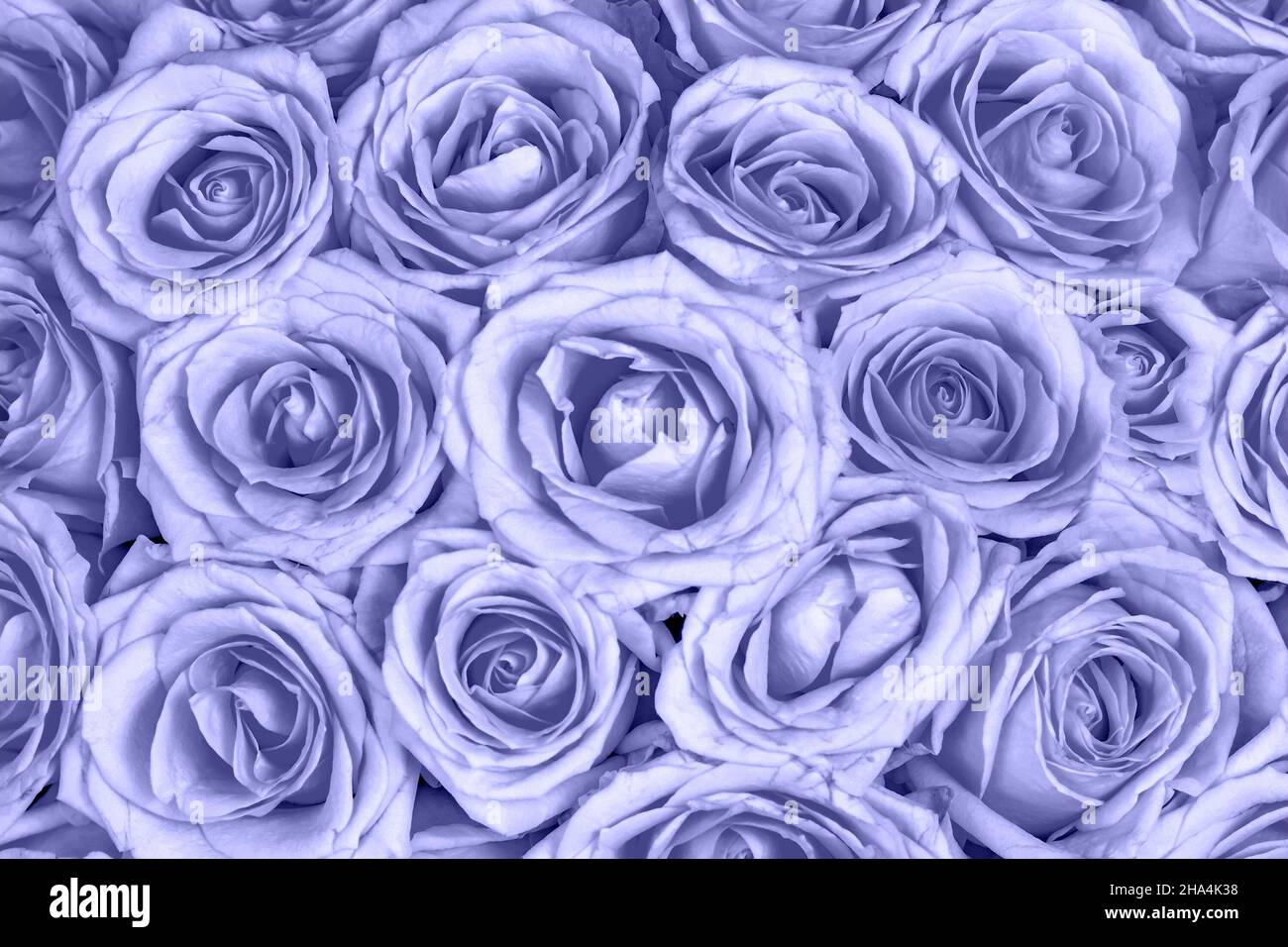 De moda muy Peri color rosas natural textura fondo. Patrón floral de color  azul claro Fotografía de stock - Alamy