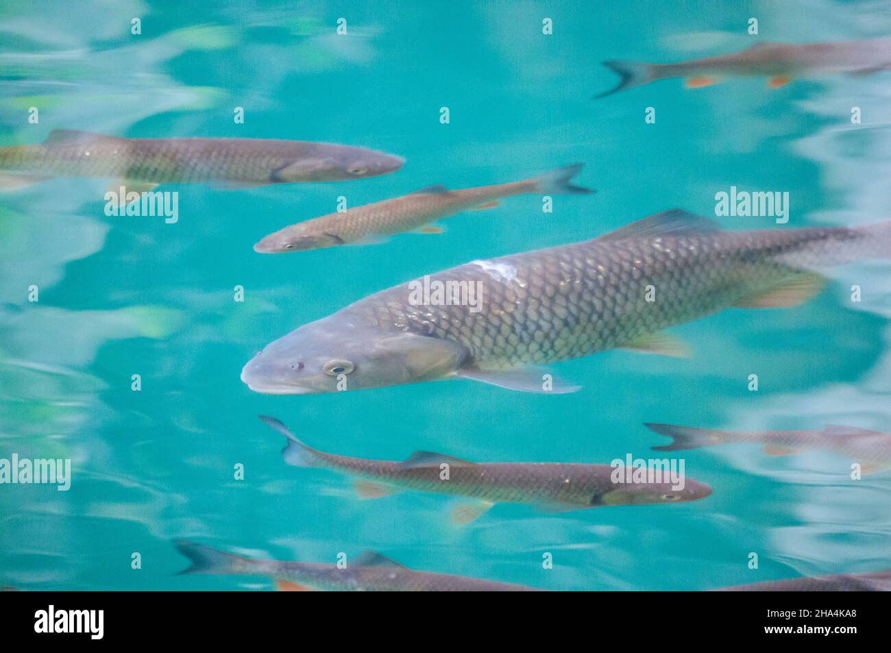 peces en agua cristalina Foto de stock