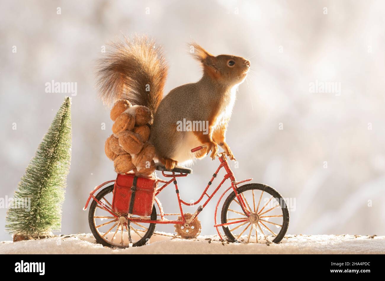 ardilla roja, sciurus vulgaris está parado en una bicicleta con nueces y nieve Foto de stock