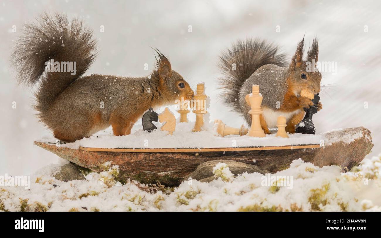primer plano de las ardillas rojas con una pieza de ajedrez en las manos con un tablero mientras nevaba Foto de stock