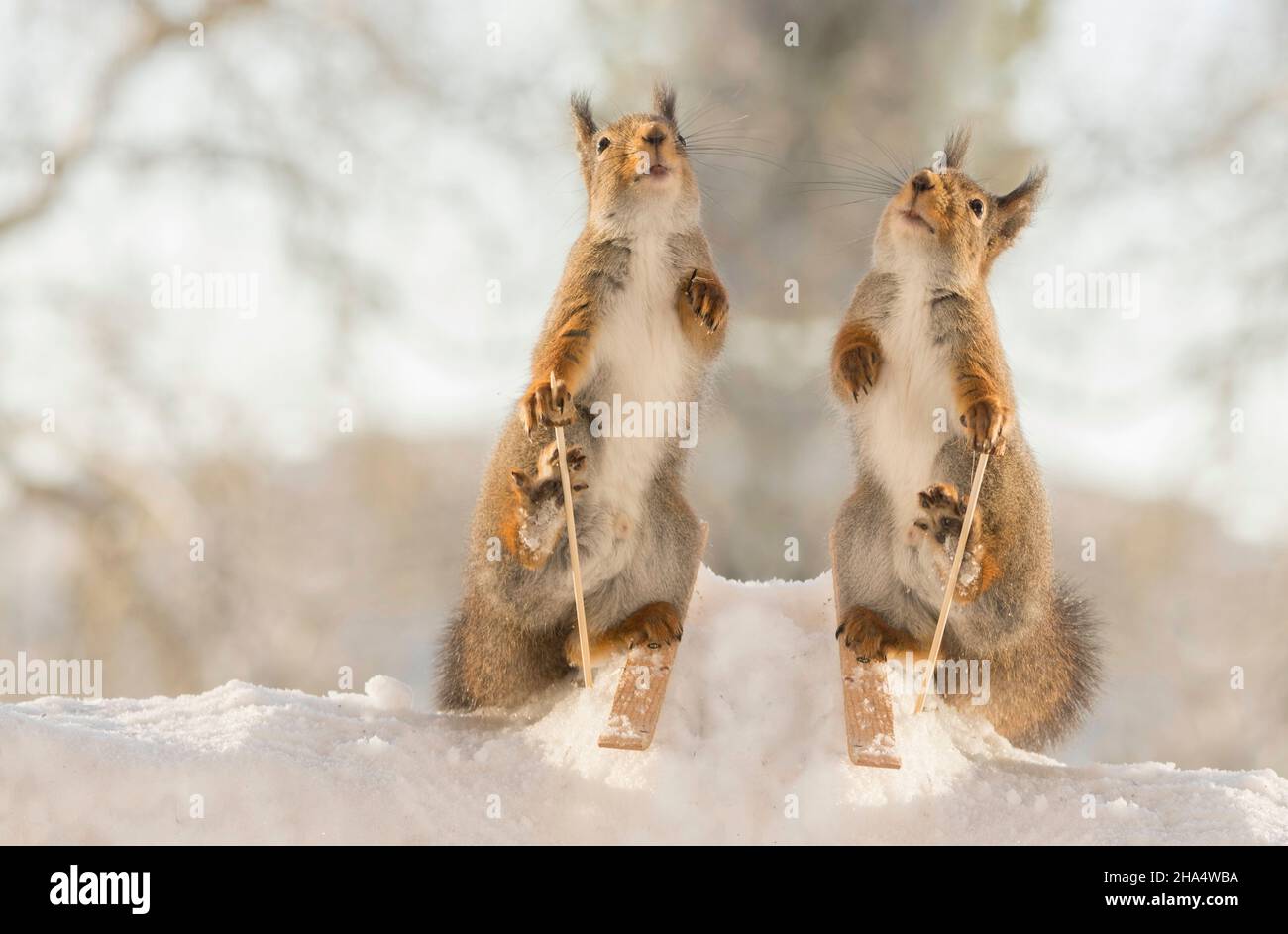 Dos ardillas rojas de pie sobre la nieve del cielo sosteniendo bastones de esquí y mirando hacia arriba Foto de stock