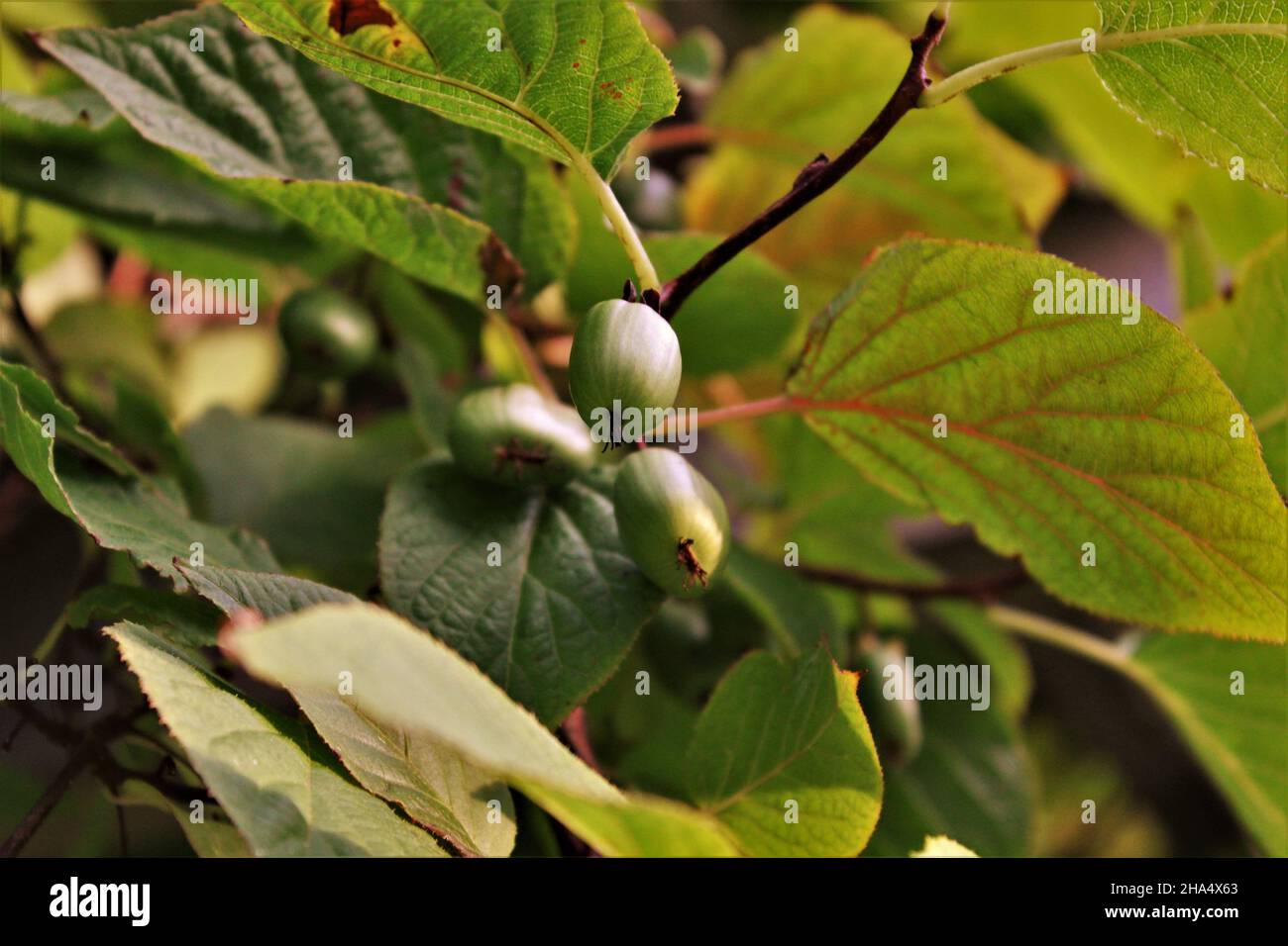 kiwi berry en la vid con hojas Foto de stock