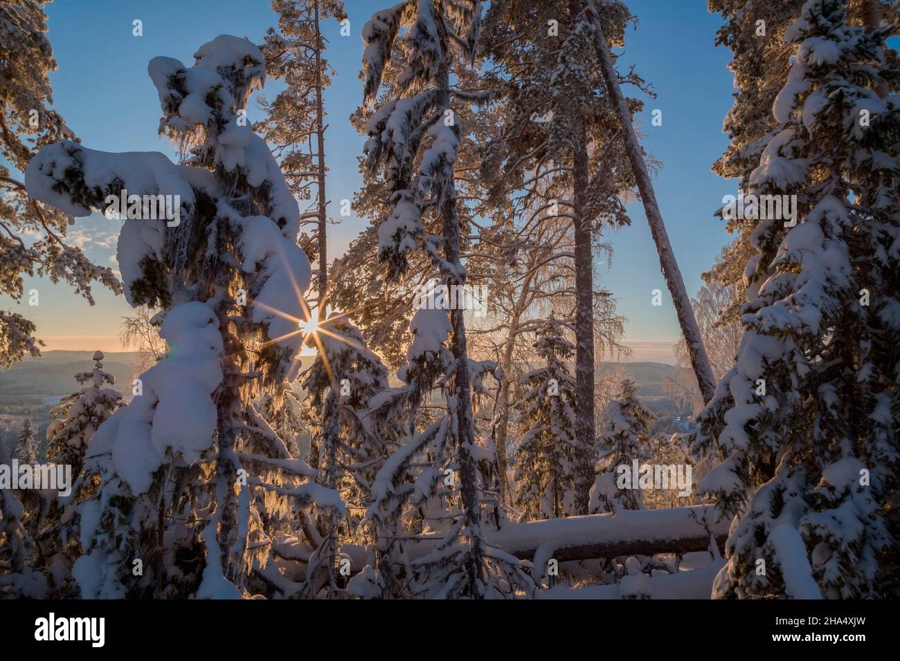 árboles con nieve en un bosque, invierno, paisaje de montaña durante el día con sol llamarada Foto de stock