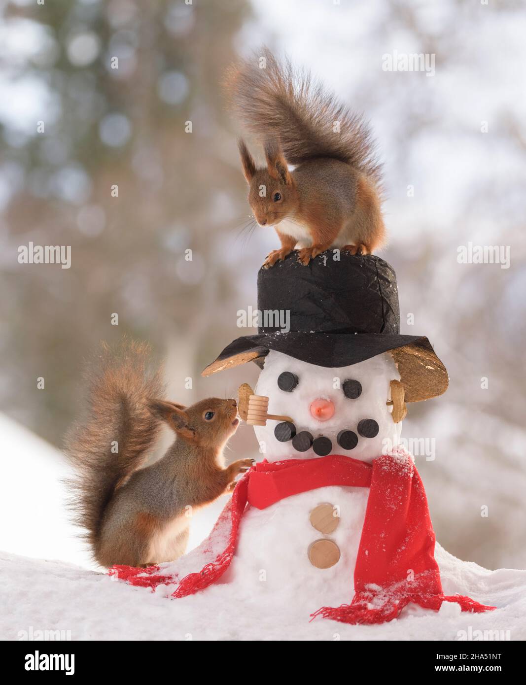las ardillas rojas están de pie junto con un muñeco de nieve Foto de stock