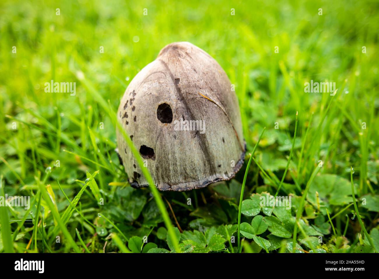 Hongo con tapa de tinta, Coprinus comatus, que crece en el césped de Irlanda. Foto de stock