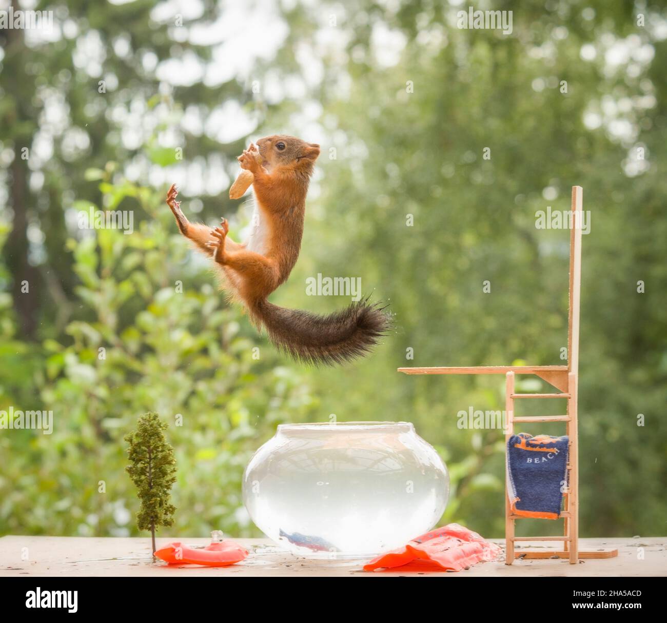 Ardilla roja en el aire con un tazón de agua Foto de stock
