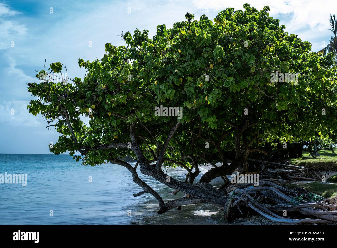 Isla Cayo Levantado en Der Dominikanischen Republik Foto de stock