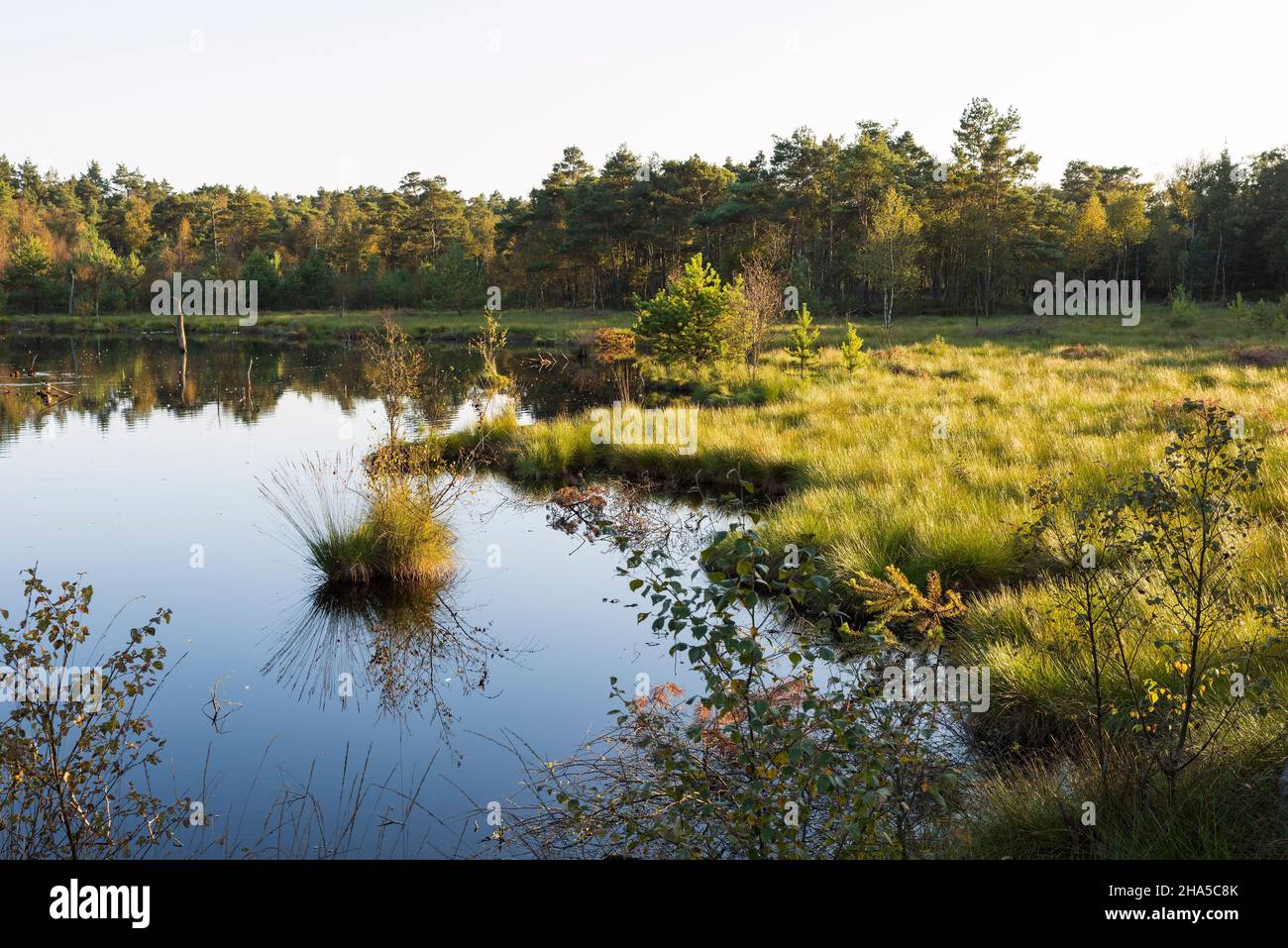 sol de noche en el pietzmoor, el pantano contiguo más grande en el parque natural de lüneburg heath, reserva natural cerca de schneverdingen, alemania, baja sajonia Foto de stock